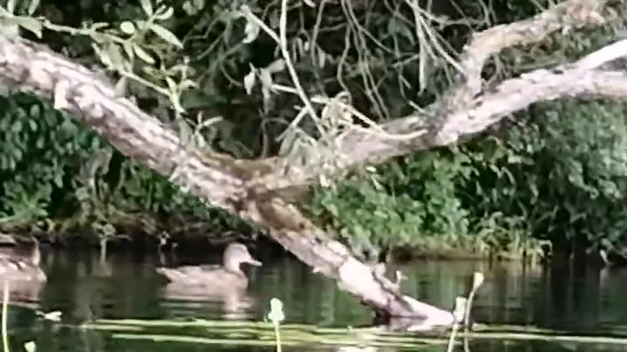 The ducks are swimming