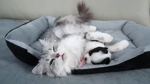 The cat suspects that the abandoned puppy is dead. Super cute.
