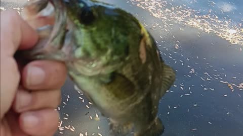 Largemouth bass