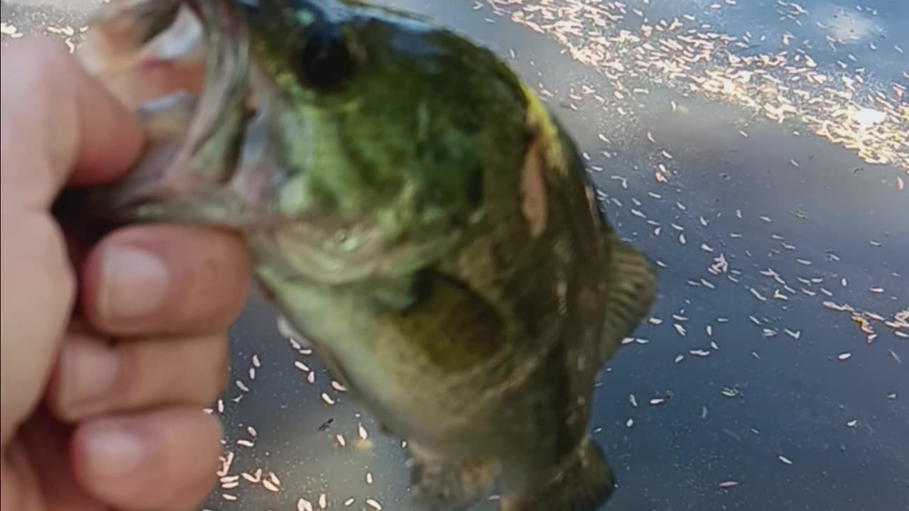 Largemouth bass