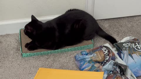 Cute Precious Piper Needs Tail Space - Adopting a Cat from a Shelter Vlog