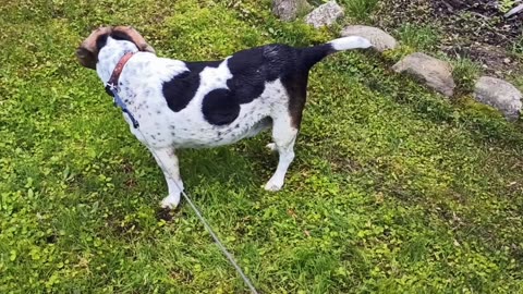 Bandit