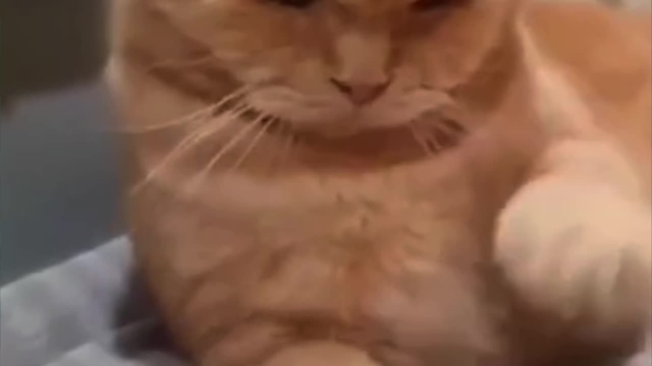 TRY NOT TO LAUGH! Ultimate Cat Compilation Part 1