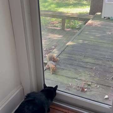 Inside pet meets yard pet on a lovely Sunday afternoon.