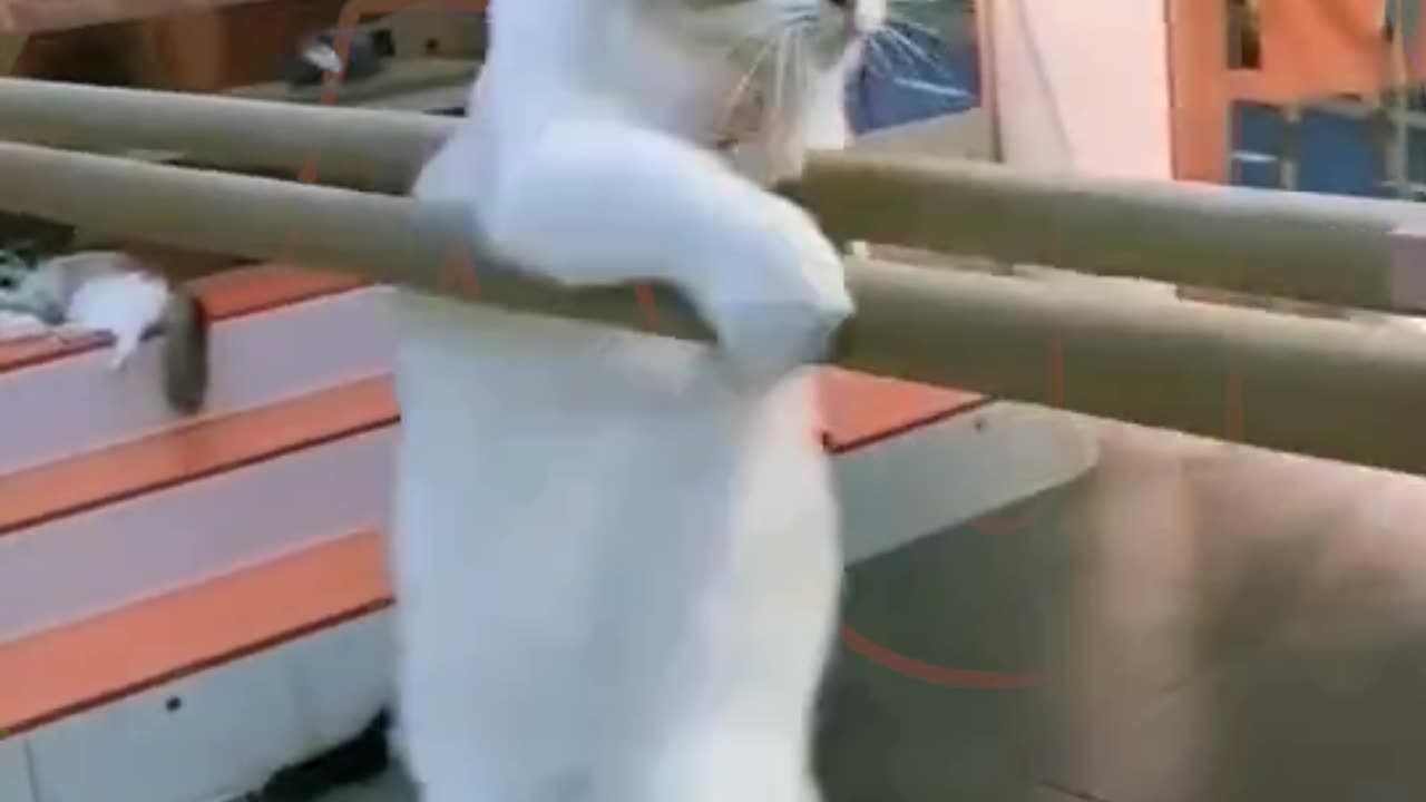 Funny video