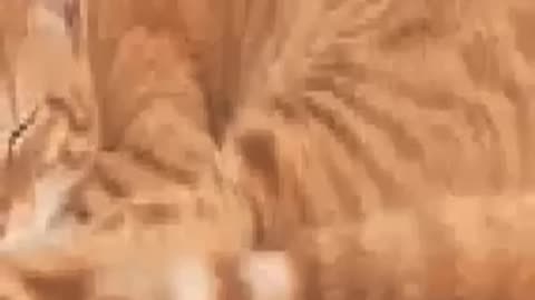 Stock png cat dance
