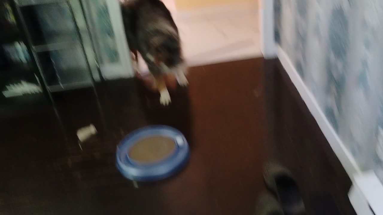 Misty Slips and Slides On Floor