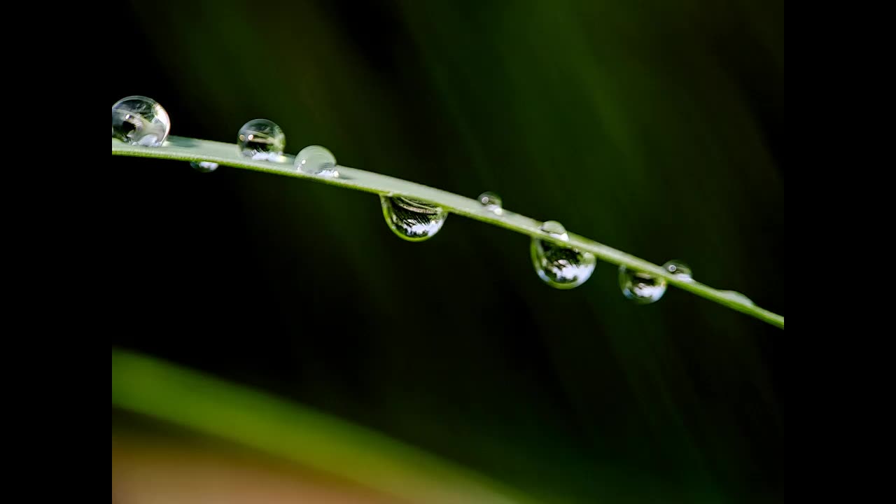 Lord Winter - Beauty