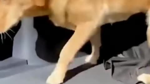 Compilation of very cute cats