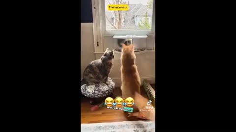 Need a laugh here and there ;)