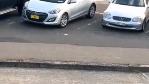 Policia australiane vret me snajper 2 agresorët