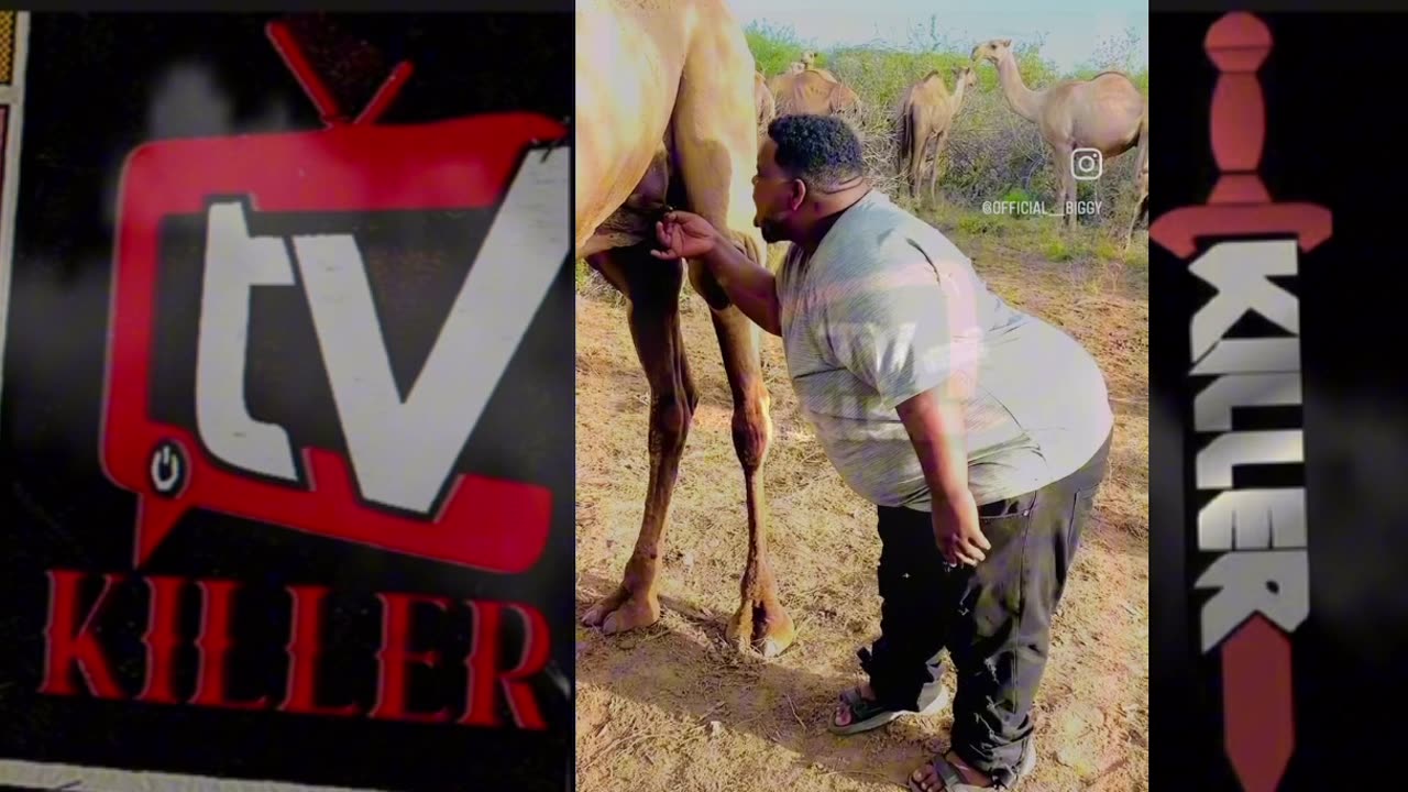 THIS NIGGA SUCKING MILK OUT OF A CAMEL TITTY