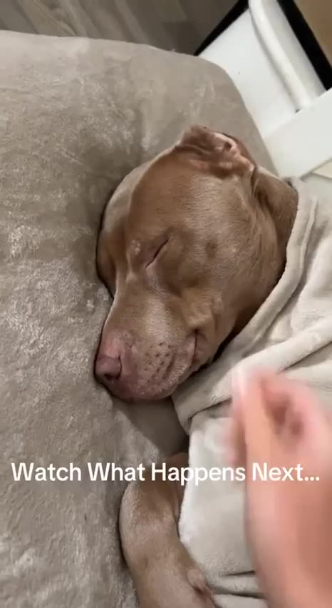 Dogs are very loving and appreciative