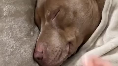 Dogs are very loving and appreciative