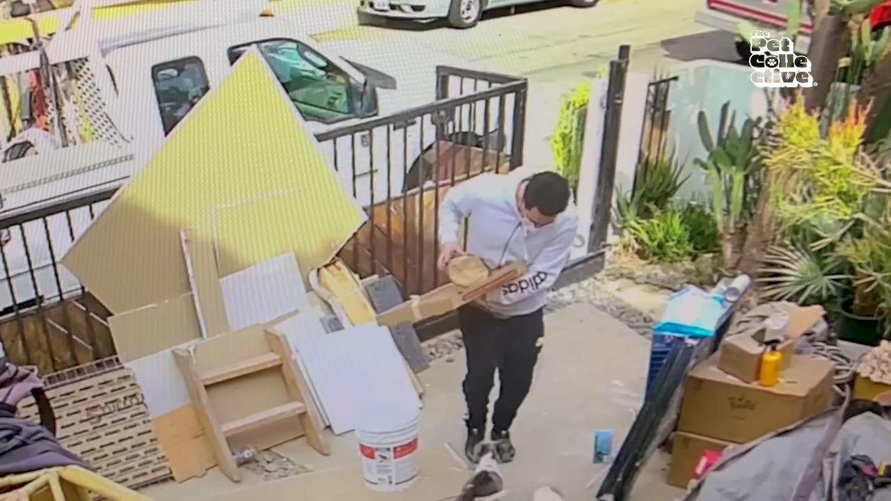 Funniest Pets Video