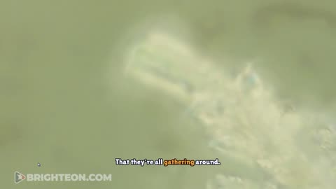 Chemtrail Samples Come to Life