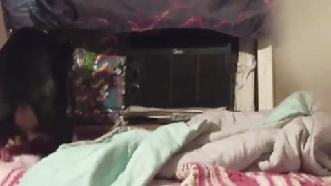 😂🐶 Dog Escape Artist: The Ultimate Fail | FunFM