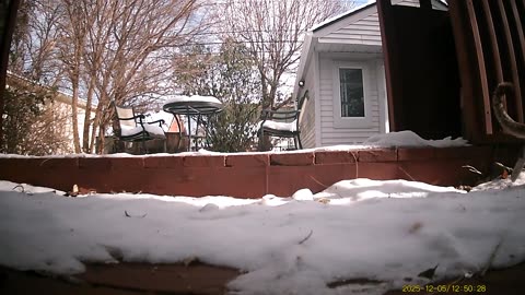 Wildlife Filmed By Haza PR800 Wild Camera, Levagood Area, Dearborn, Michigan, December 3 To 5, 2025