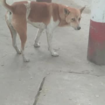 dog is very funny searching