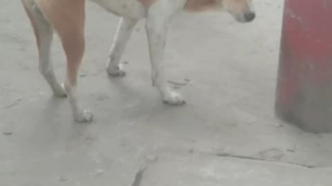 dog is very funny searching