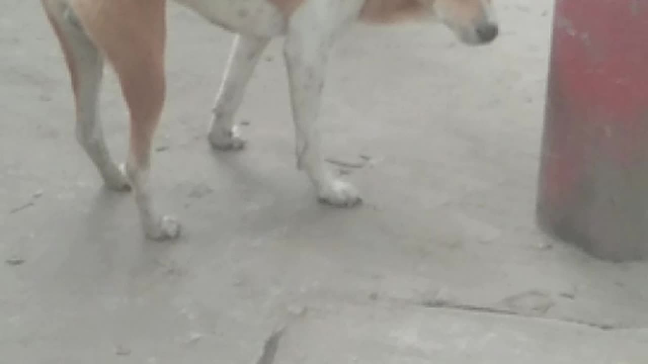 dog is very funny searching