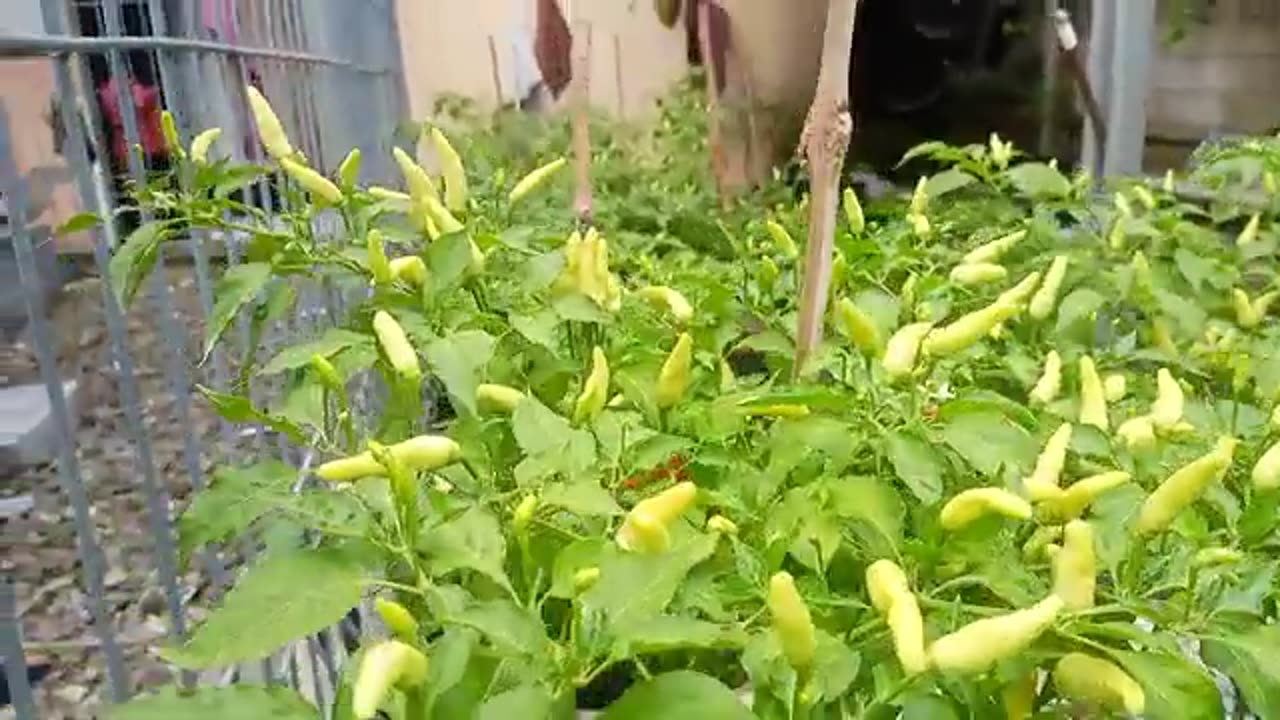Giving cabe to a child in the garden