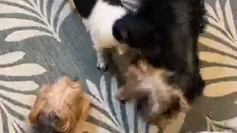 2 vs 2! Chihuahua fight club featuring the silky terriers!