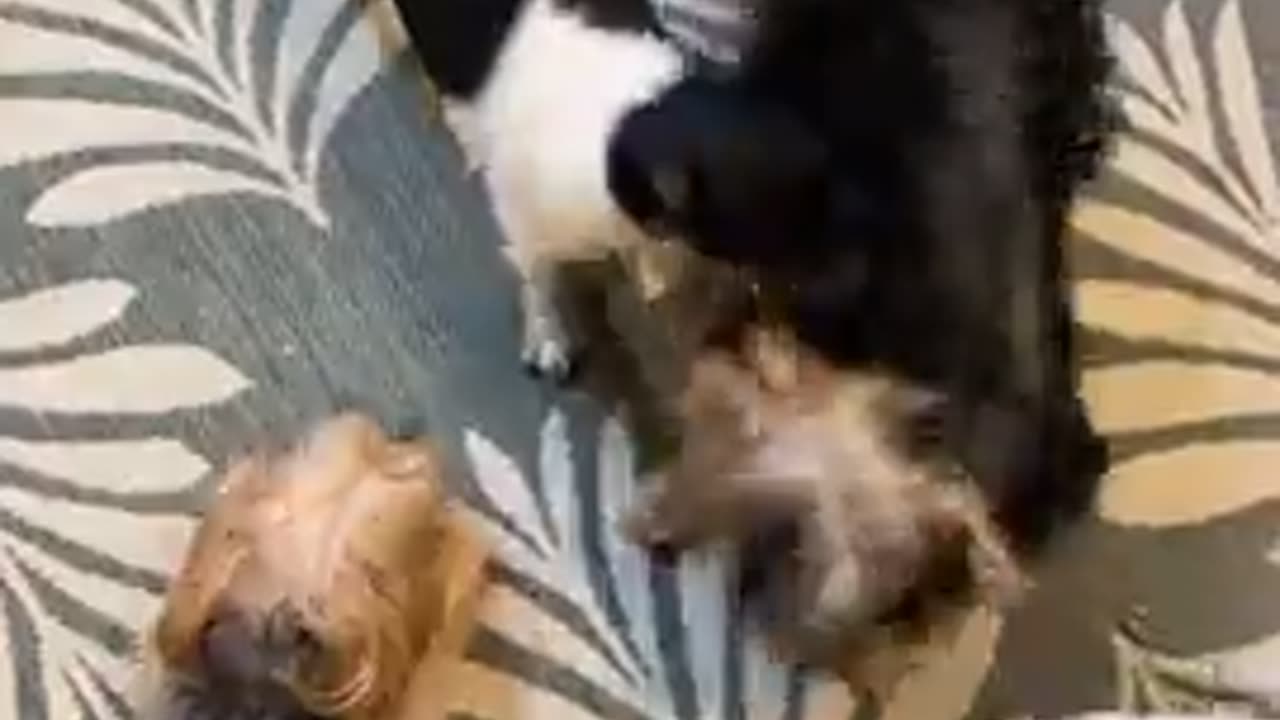 2 vs 2! Chihuahua fight club featuring the silky terriers!