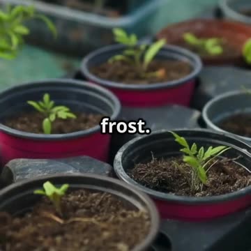 Why Tomatoes Are Getting Expensive – And How to Beat It