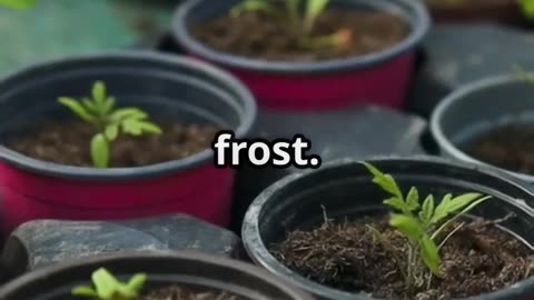 Why Tomatoes Are Getting Expensive – And How to Beat It