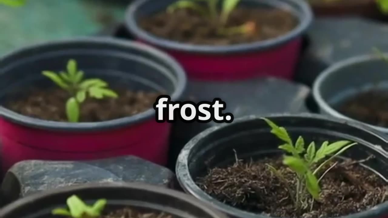 Why Tomatoes Are Getting Expensive – And How to Beat It