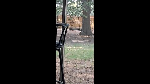 I Love Squirrel 🐿