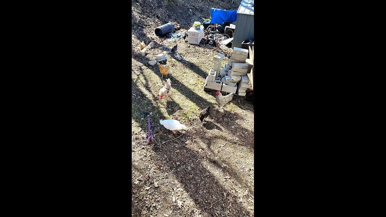 Chickens 🐔