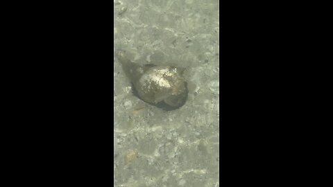 Alive Lightning Whelk! | 4K