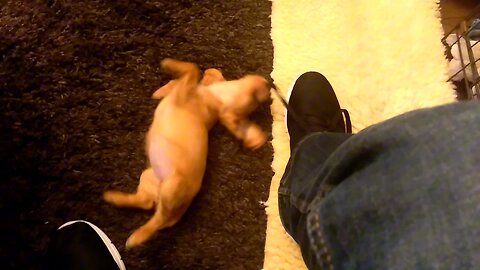 Daisy the Puppy Playing with Shoes!