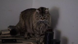 Leia Supervises Train Test