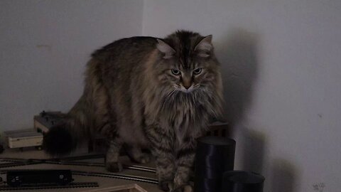 Leia Supervises Train Test