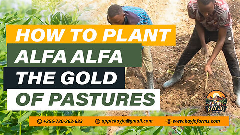 How To Plant Alfa Alfa (Lucern) The Gold Of Pastures | ep24 #goatfarming #AlfaAlfa