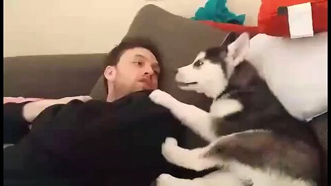 Husky Puppy Has