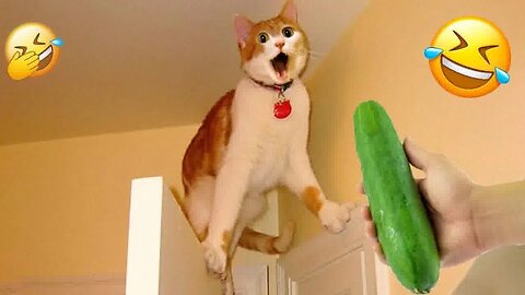 Viral Try Not To Laugh Cats And Dogs Videos 😁 - BEST Funny Animal Videos 2025