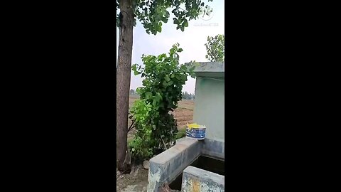 satisfying Video