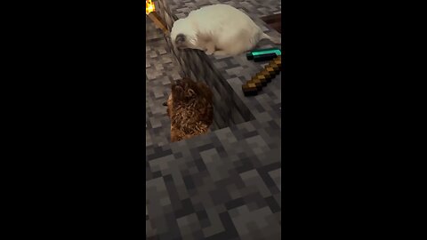 Chú Chó Tấn Công Chú Mèo Và Cái Kết