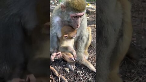 Baby boy monkey