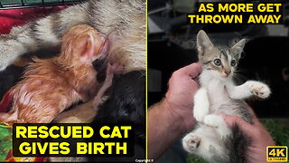 Rescued Pregnant Cat Gives Birth… As More Kittens Are Dumped