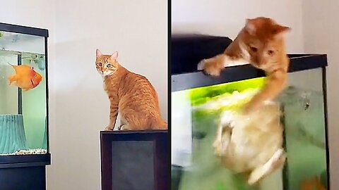Funny cat videos | cute cats | Try not to laugh | Cat videos Compilation #shorts 🐈