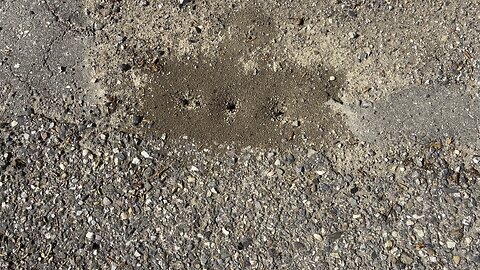 Look at all the ants!