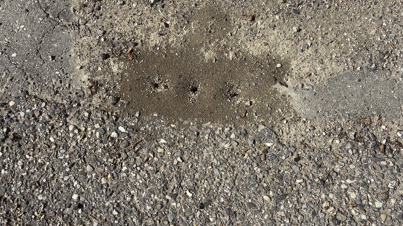 Look at all the ants!