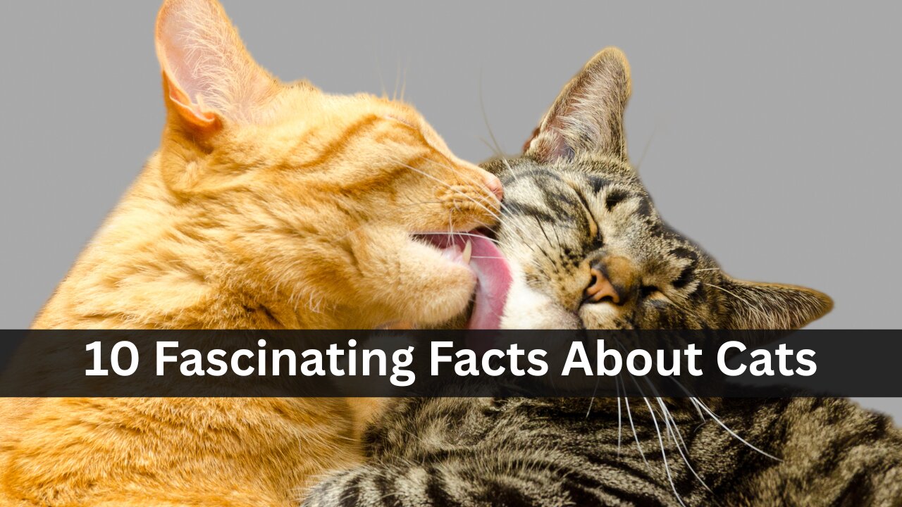 10 Fascinating Facts About Cats You Never Knew!