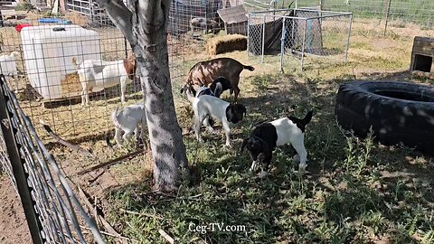 Graham Family Farm NW: 9:30 AM June 22 2025