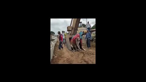 Construction worker’s rescue a dog being dragged on a flood